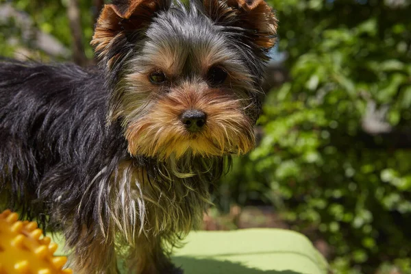 Szczeniaczek Zewnątrz Zbliżenie Pięknej Uroczej Psiej Twarzy Rasa Yorkshire Terrier — Zdjęcie stockowe