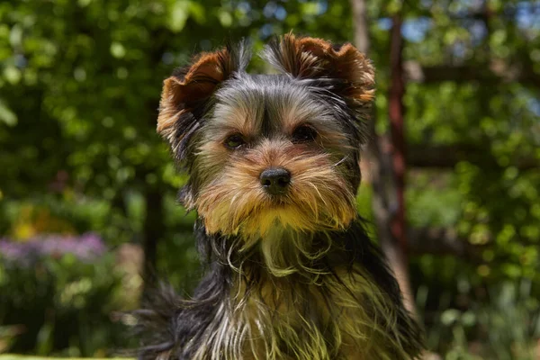 Puppy Outdoors Close Beautiful Cute Dog Face Breed Yorkshire Terrier — Fotografia de Stock