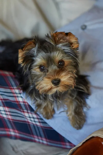 Dog Looking Camera Puppy Lies Arms Elderly Woman Breed Yorkshire — Fotografia de Stock