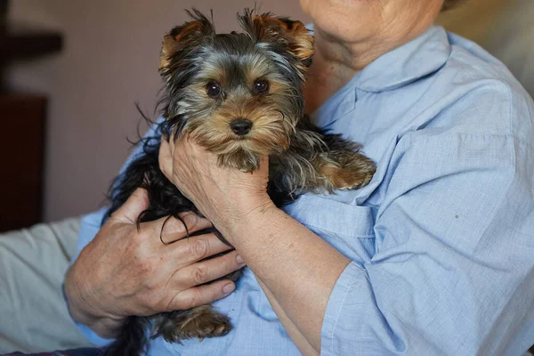 Dog Looking Camera Puppy Lies Arms Elderly Woman Breed Yorkshire — Fotografia de Stock