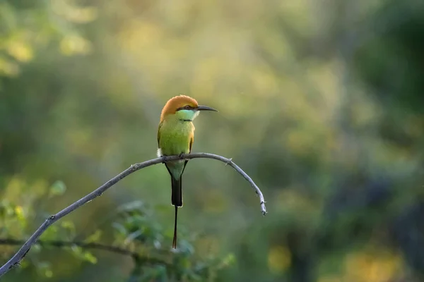 Bee Eater Krásný Pták Sedící Větvi — Stock fotografie