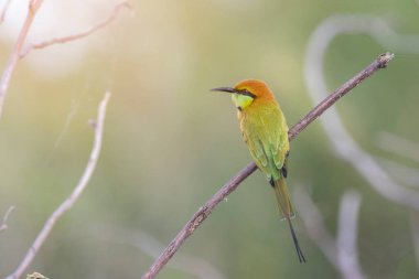 Arı yiyici, dalda oturan güzel kuş 