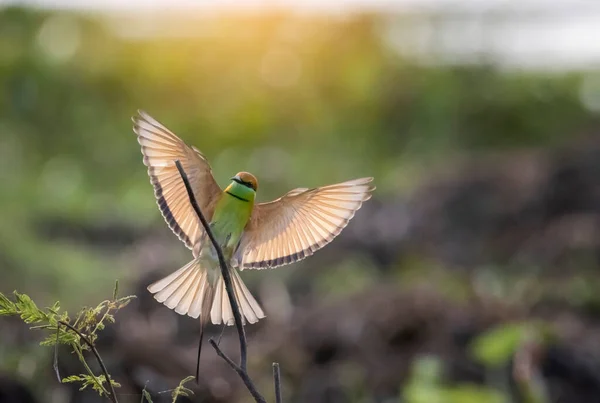 Krásné Ptačí Přistání Bee Eater — Stock fotografie