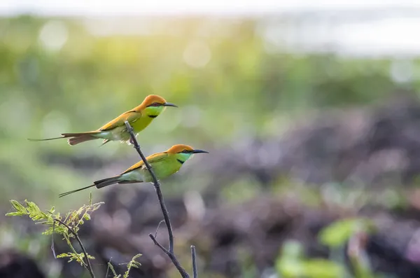 Bee Eater Beautiful Bird Sitting Branch — Stock Photo, Image