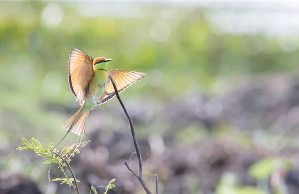 Beautiful Bird Landing Bee Eater — Stock Photo, Image
