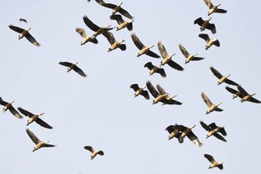 Göç sırasında gökyüzünde uçan bir grup kuş.