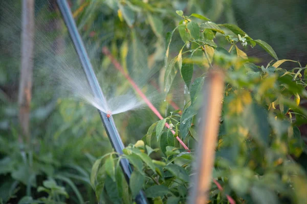 Agriculture Footage Green Vegetable Fields Sprinklers Irrigation System — Zdjęcie stockowe