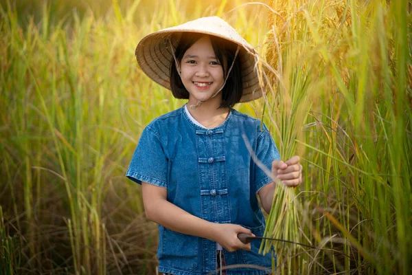 Feliz Menina Asiática Agricultor Colheita Arroz Campo Arroz Amarelo Imagem De Stock