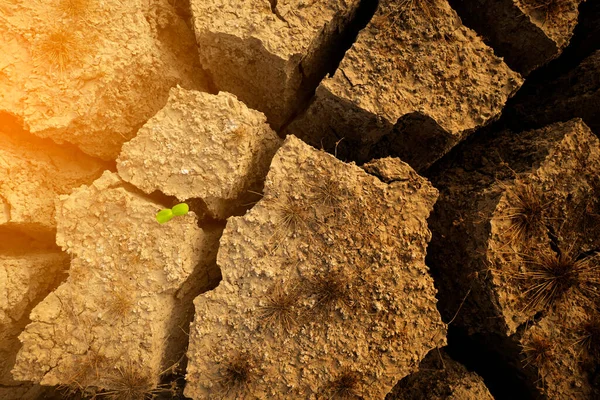 Seedlings Cracked Soil Dry Season Affected Global Warming Causes Climate — Stock Photo, Image