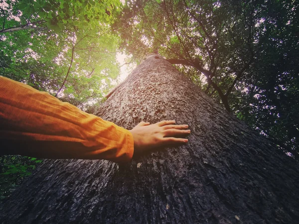 Mão Humana Tocando Árvore Floresta Tropical Amo Conceito Natureza Imagem De Stock