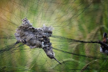 Ölü kuş ağa takılmış..