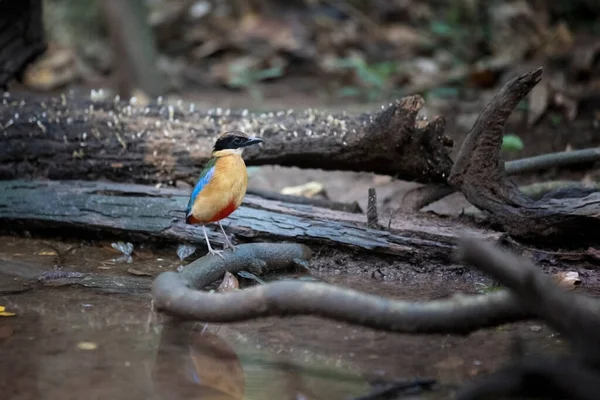 熱帯雨林における青い翼のピッタ Pitta Moluccensis — ストック写真