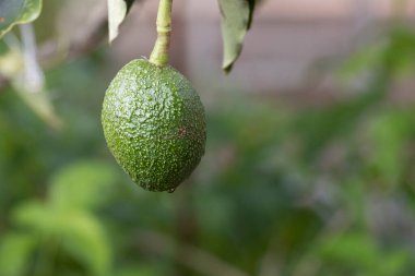 Bahçedeki avokadoyu kapat.