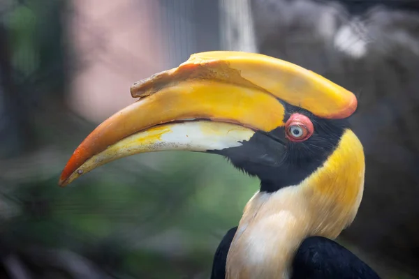 Gran Hornbill Sobre Fondo Negro —  Fotos de Stock