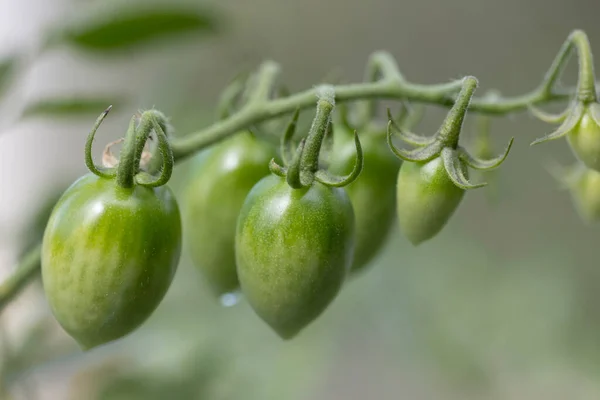 Cerca Tomate Verde Jardín — Foto de Stock