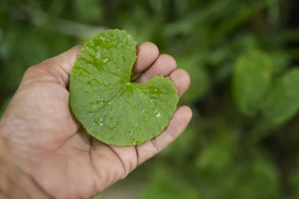 Gotu Kola Central Ella Asiatica 叶子在手 — 图库照片