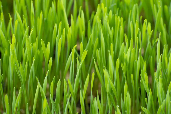 Close up fresh green wheat grass with drops dew, green background