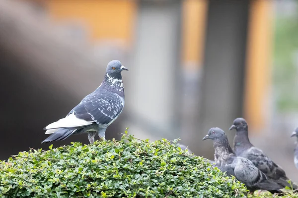 Pigeon Branch Tree Park — Stockfoto