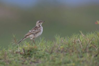 bird on green grass in green field