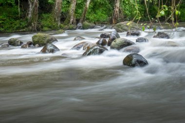 Ulusal parktaki yağmur ormanlarında şelale