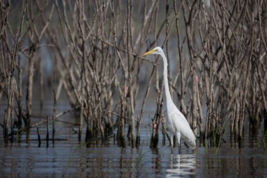 Suda duran beyaz balıkçıl (Ardea alba)