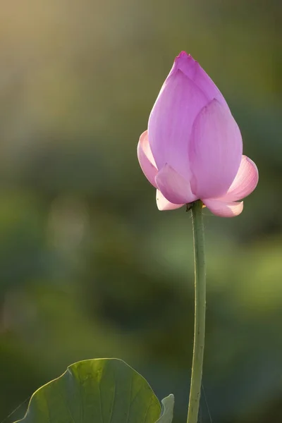 Krásná Růžová Lotosový Květ Sluneční Světlo — Stock fotografie