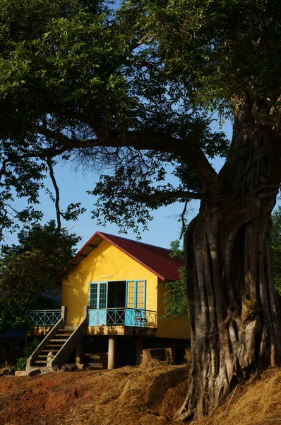 House on stilts under ancient tree — Stock Photo, Image