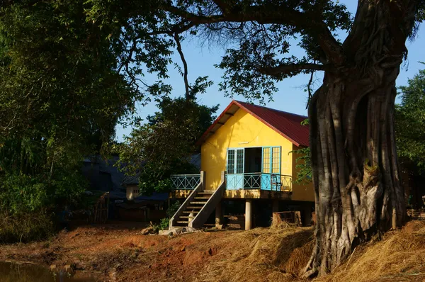 House on stilts under ancient tree — Stock Photo, Image