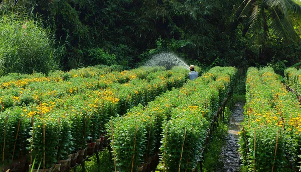 SA DEC, VIETNAM - JANEIRO 26 — Fotografia de Stock