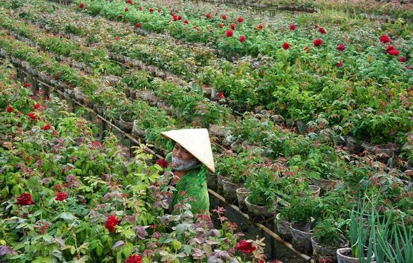 Kvinnor bära koniska stråhatt vattna växterna på rose farm. sa dec, viet nam - 26 januari — Stockfoto