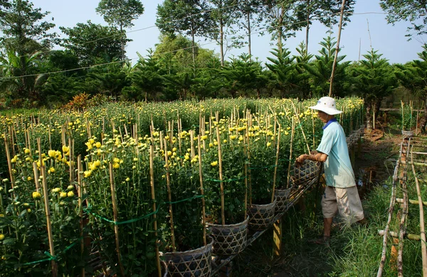 SA DEC, VIET NAM - JANUARY 26 — Stock Photo, Image