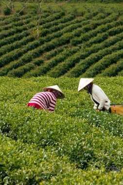 workwoman al çay yaprakları çay plantasyon, dalat, viet nam - 31 Temmuz