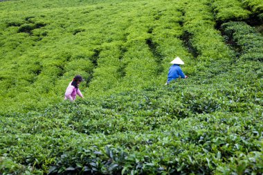 alt pick çay yaprakları çay plantasyon, dalat, viet nam - 31 Temmuz