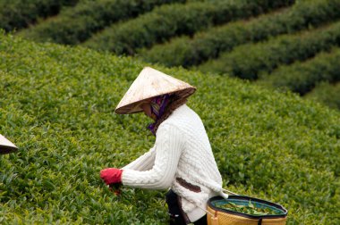 da lat, viet nam-31 Temmuz