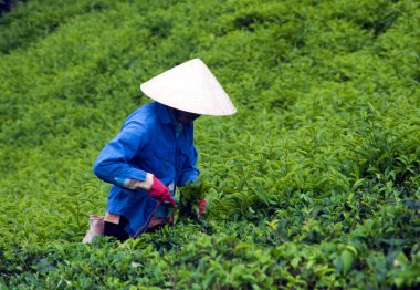 işçi almak çay yaprakları çay plantasyon, dalat, viet nam - 31 Temmuz