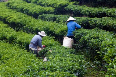 Worker pick tea leaves at tea plantation, Dalat, Viet Nam- July 31 clipart