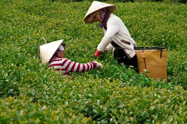 Tea picker pick tea leaves (leafs) on tea farm — Stock Photo, Image