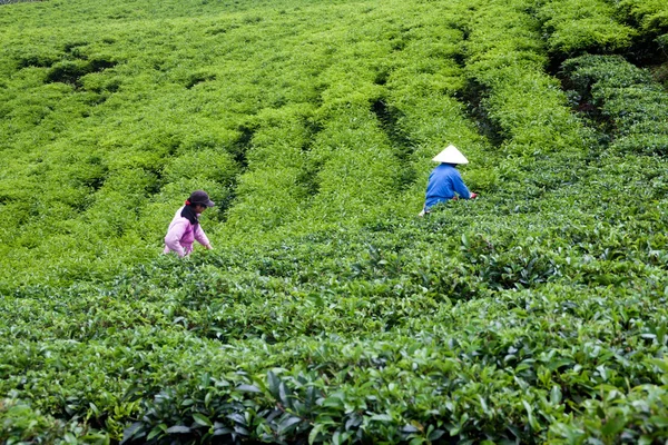 Pekerja memetik daun teh di perkebunan teh, Dalat, Viet Nam- 31 Juli — Stok Foto