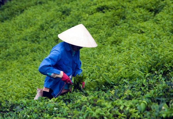 Obrero recoger hojas de té en la plantación de té, Dalat, Vietnam 31 de julio —  Fotos de Stock