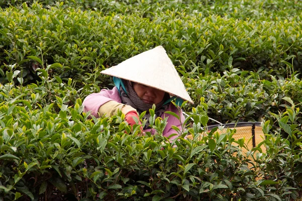 Работница собирает чайные листья на чайной плантации, Далат, Вьетнам - 31 июля — стоковое фото