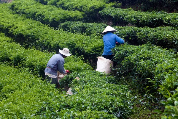 Werknemer halen theebladeren op thee plantage, dalat, Vietnam - 31 juli — Stockfoto