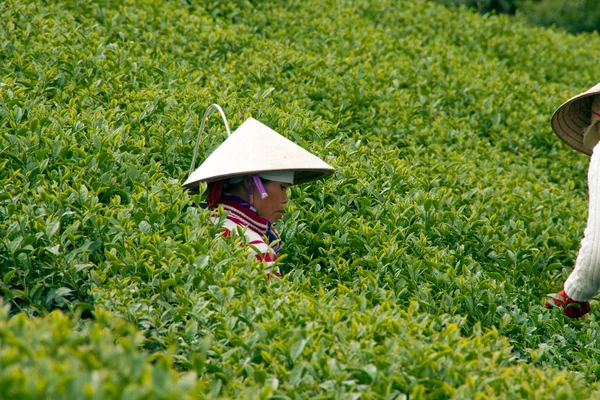 Workwoman 在茶园、 大叻、 越南-采摘茶叶 7 月 31 日 — 图库照片