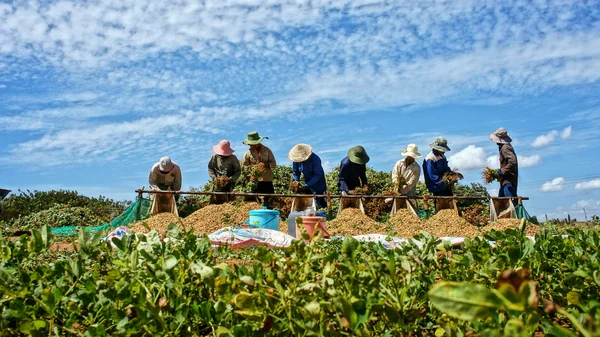 Boeren oogsten pinda op landbouwgrond — Stockfoto