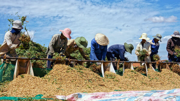 Farmers harvest peanut at farmland