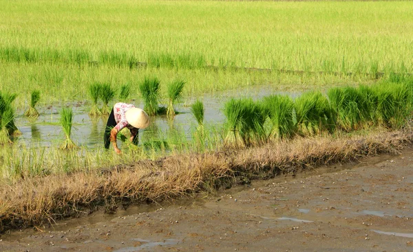 Uzun bir, viet nam-7 Ekim — Stok fotoğraf