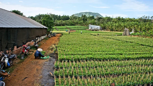 Grupo de agricultores que trabajan en tierras de cultivo , — Foto de Stock