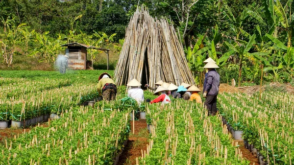 Grupo de agricultores que trabajan en tierras de cultivo , —  Fotos de Stock