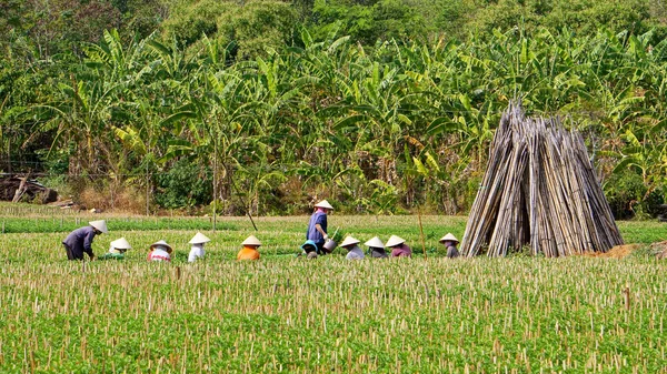 Grupo de agricultores que trabajan en tierras de cultivo , —  Fotos de Stock