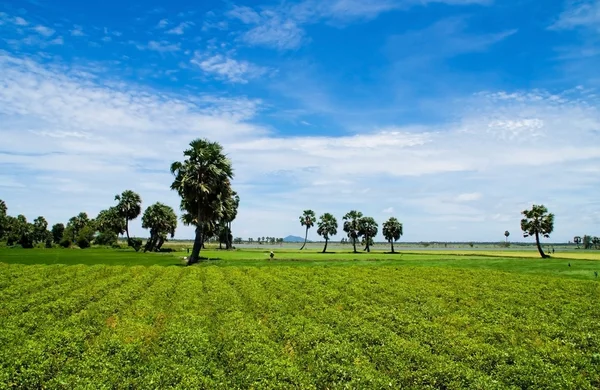 Palm trees on meadow — Stock Photo, Image