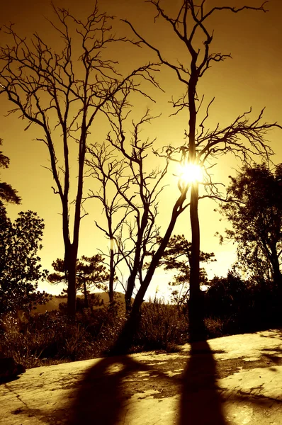 Dry tree at sunrise — Stock Photo, Image